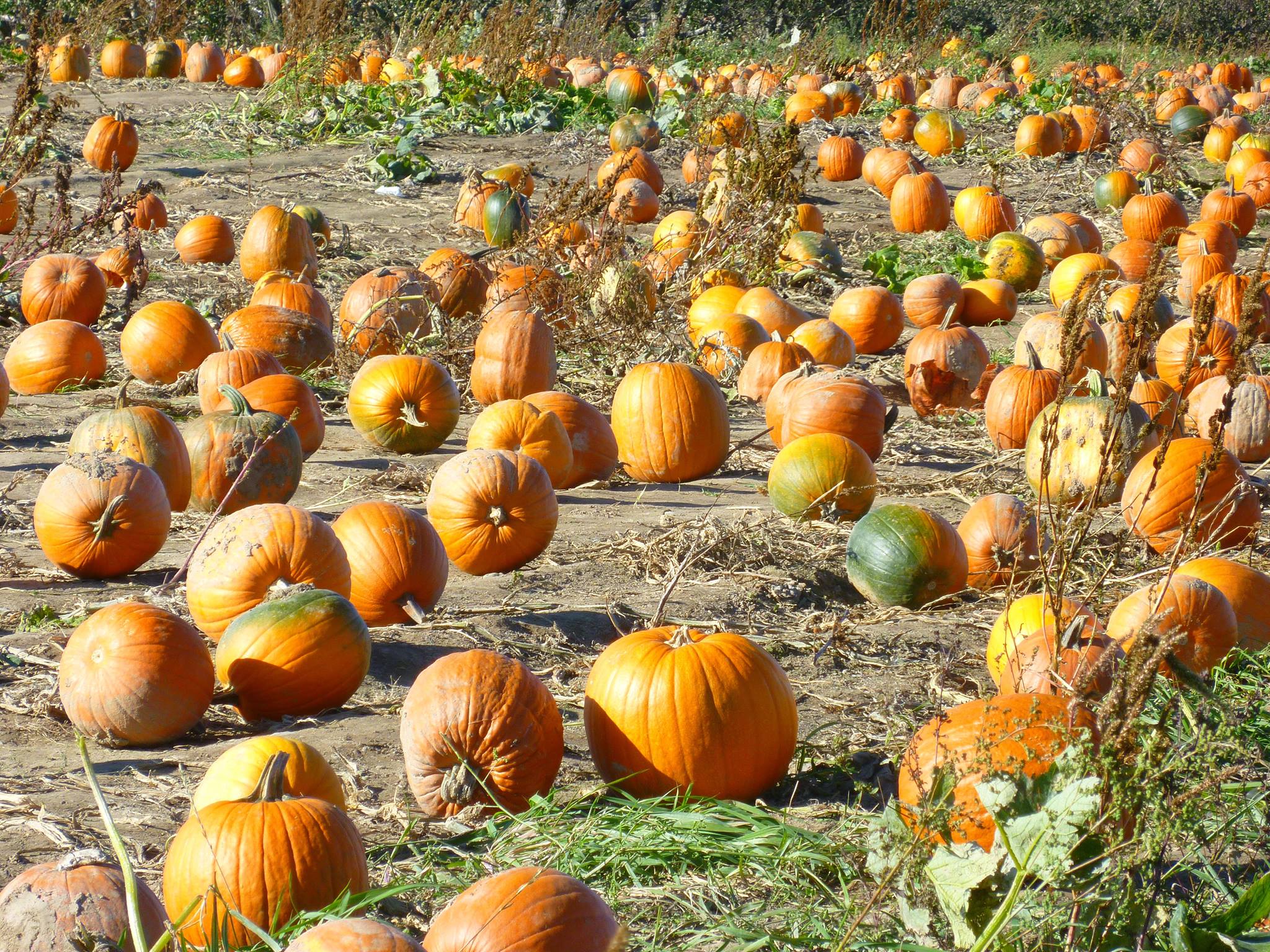 Pumpkin Field Photo – Spicer’s Orchard – Hartland Michigan